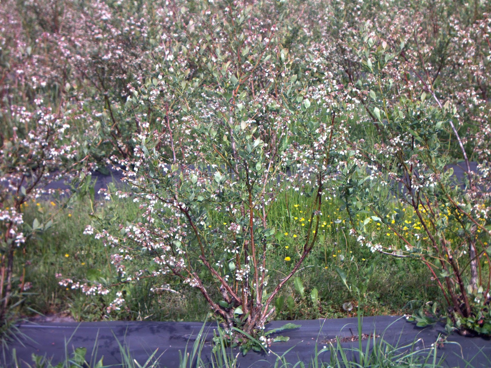 Cvatnja borovnica