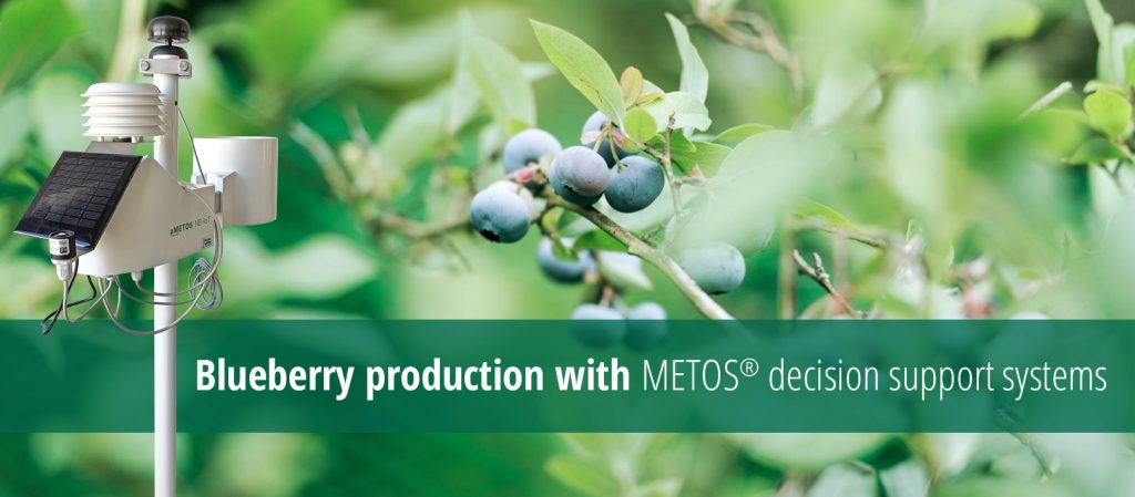 Uzgoj borovnice uz METOS sustav za donošenje odluka u proizvodnji