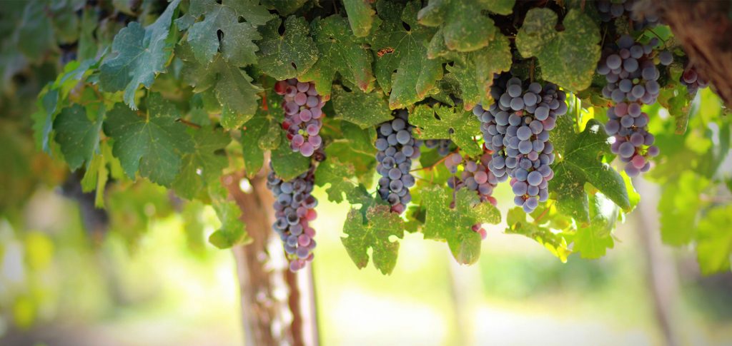Podrška u vinogradarskoj proizvodnji uz digitalna rješenja