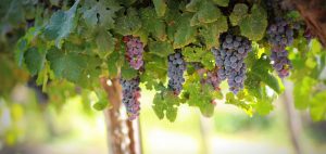 Podrška u vinogradarskoj proizvodnji uz digitalna rješenja